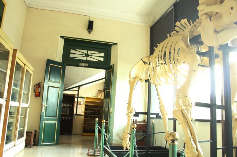 Museum hallway with a large animal skeleton on display, green paneled doors and glass display cases in soft warm light